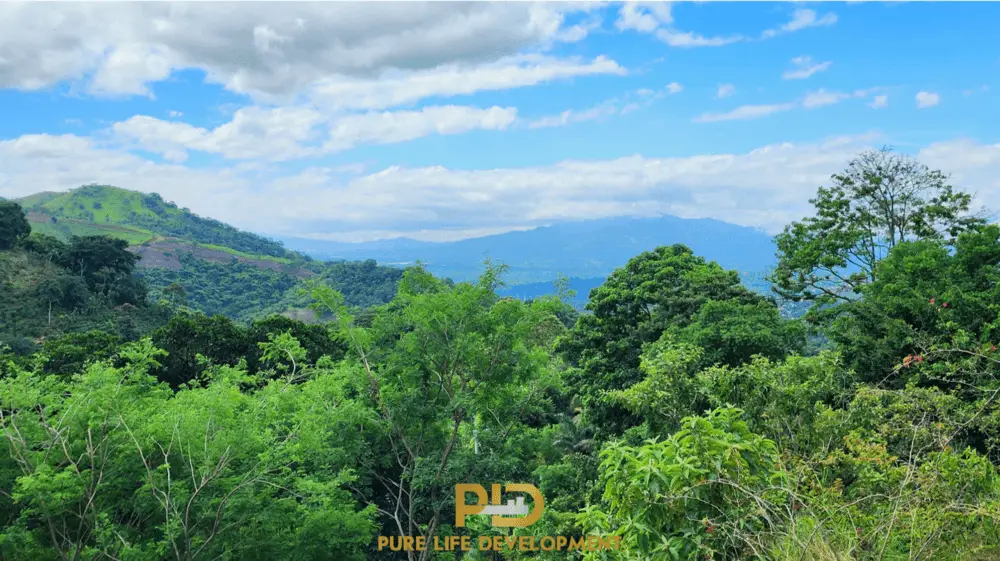 Lush green forest with distant mountains view.