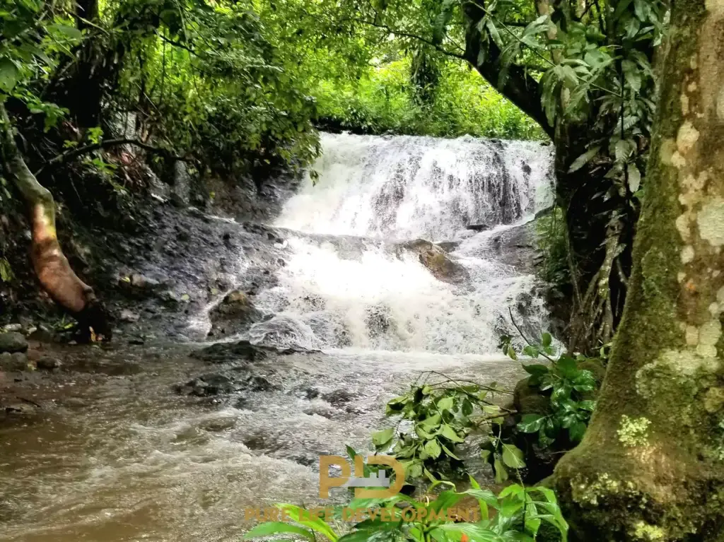 Lush jungle waterfall with flowing water stream.