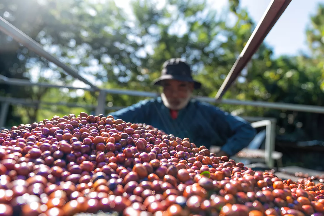 Farmer sorting fresh coffee cherries outdoors.