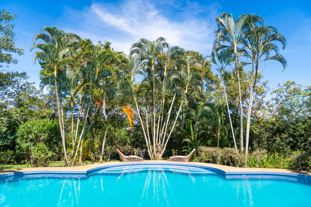 Tropical poolside with lush palm trees.