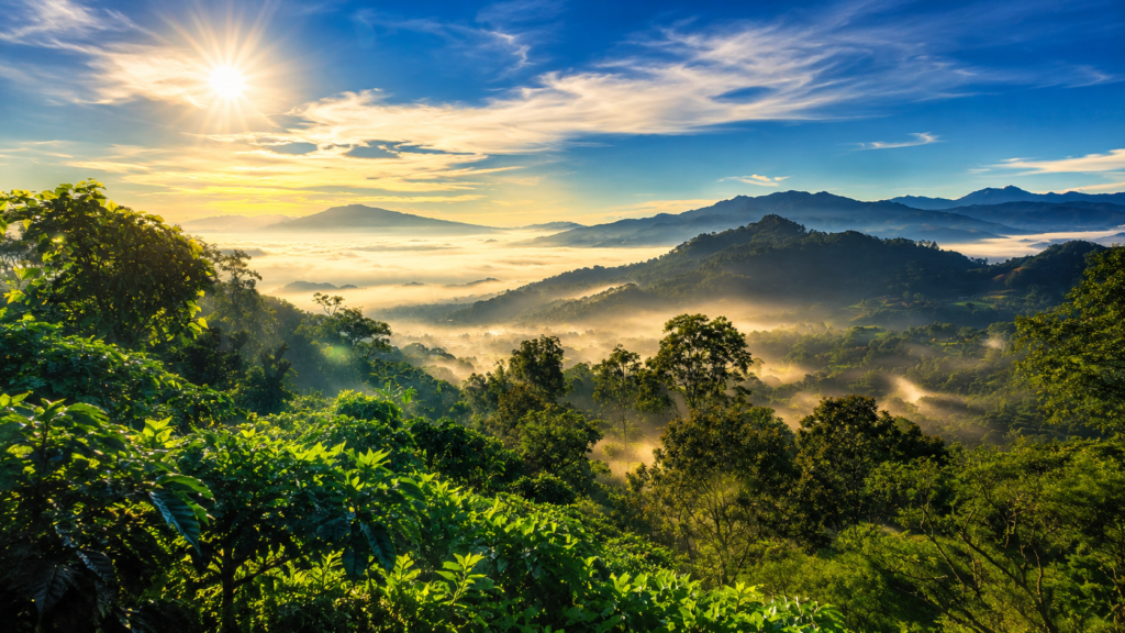 Sunrise over misty forested mountain valley