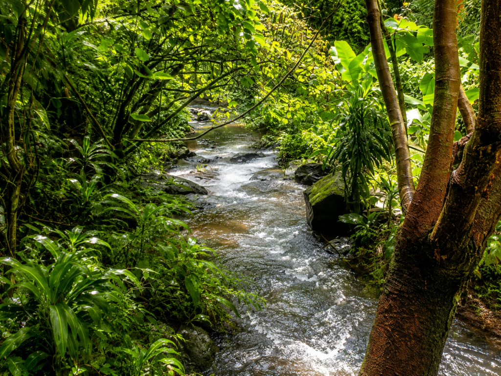 Lush tropical forest stream flowing over rocks