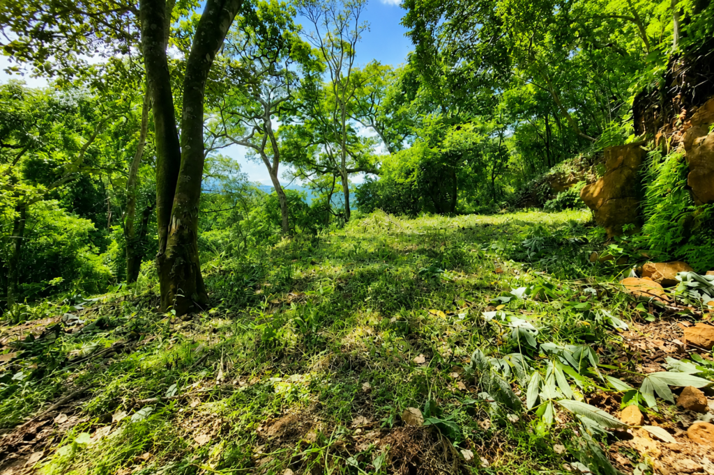 Sunlit forest clearing on lush green hillside