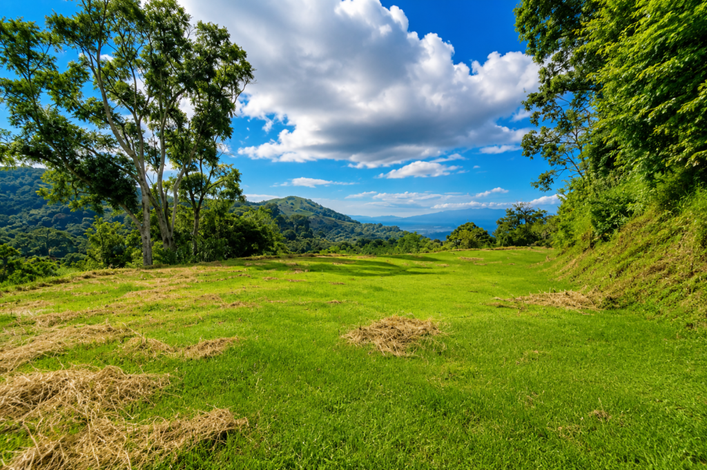Lush green hillside meadow under blue sky